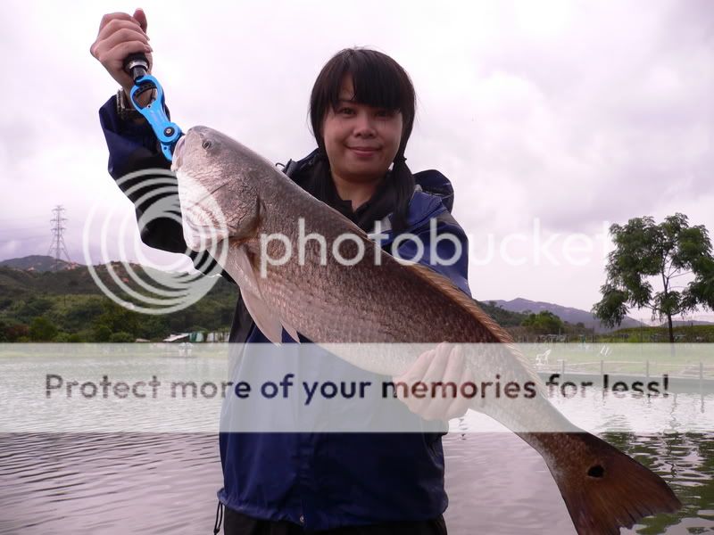 美雪钓的星鲈.这条size都唔错.